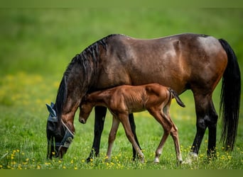 Selle Français, Hingst, Föl (05/2024), 130 cm, Brun