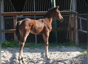 Selle Français, Hingst, Föl (04/2024), 145 cm, Brun