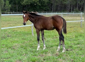 Selle Français, Hingst, Föl (05/2024), Brun