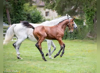 Selle Français, Hingst, Föl (04/2024), Brun