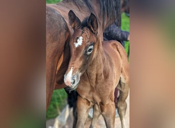 Selle Français, Hingst, Föl (04/2024), Grå