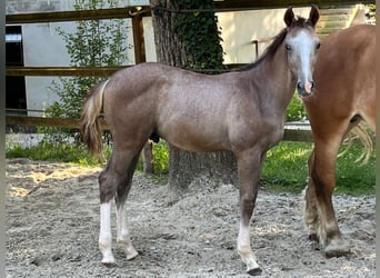 Selle Français, Hingst, Föl (04/2024), Grå