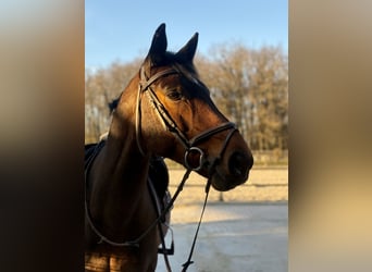 Selle Français, Hongre, 10 Ans, 165 cm, Bai