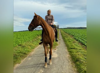 Selle Français, Hongre, 10 Ans, 168 cm, Alezan