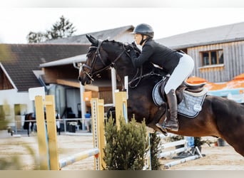 Selle Français, Hongre, 10 Ans, 168 cm, Bai brun