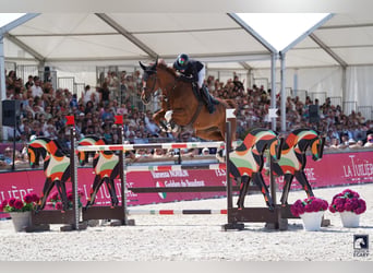 Selle Français, Hongre, 10 Ans, 173 cm, Alezan