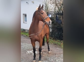 Selle Français, Hongre, 10 Ans, 173 cm, Bai