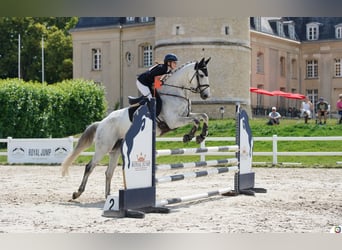Selle Français, Hongre, 10 Ans, 173 cm, Gris