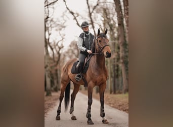 Selle Français, Hongre, 11 Ans, 166 cm, Bai