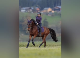 Selle Français, Hongre, 11 Ans, 166 cm, Bai