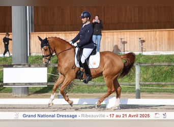 Selle Français, Hongre, 11 Ans, 166 cm