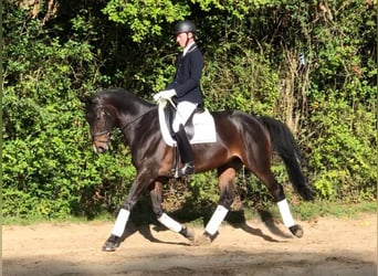 Selle Français, Hongre, 11 Ans, 167 cm, Noir