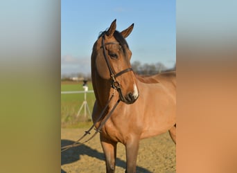 Selle Français, Hongre, 11 Ans, 175 cm, Bai