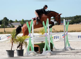 Selle Français, Hongre, 11 Ans, 175 cm, Bai