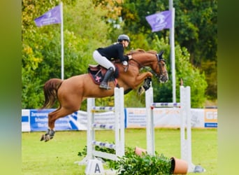 Selle Français, Hongre, 12 Ans, 169 cm, Alezan