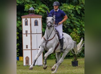 Selle Français, Hongre, 12 Ans, 170 cm, Gris