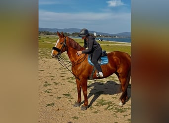 Selle Français, Hongre, 12 Ans, 175 cm, Alezan