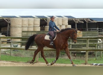 Selle Français, Hongre, 12 Ans, Bai