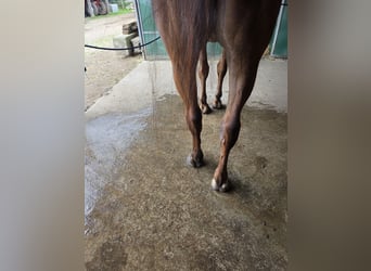 Selle Français, Hongre, 12 Ans, Bai