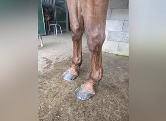 Selle Français, Hongre, 12 Ans, Bai