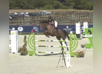 Selle Français, Hongre, 12 Ans, Bai