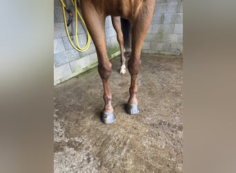 Selle Français, Hongre, 12 Ans, Bai
