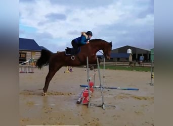 Selle Français, Hongre, 12 Ans, Bai