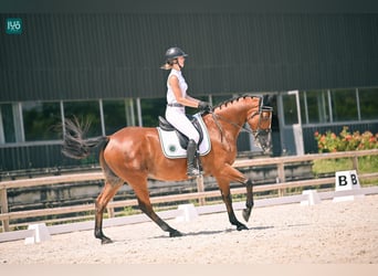 Selle Français, Hongre, 13 Ans, 163 cm, Bai