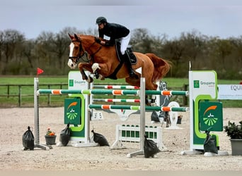 Selle Français, Hongre, 13 Ans, 167 cm, Alezan