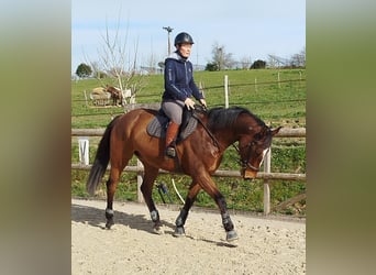 Selle Français, Hongre, 13 Ans, 168 cm, Bai