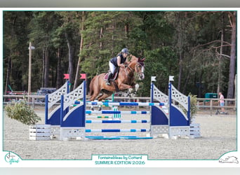 Selle Français, Hongre, 13 Ans, 172 cm, Alezan
