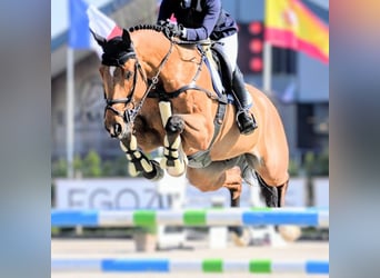 Selle Français, Hongre, 13 Ans, 175 cm, Bai