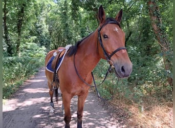 Selle Français, Hongre, 14 Ans, 160 cm, Bai