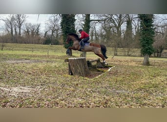 Selle Français, Hongre, 14 Ans, 165 cm, Bai