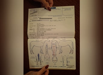 Selle Français, Hongre, 14 Ans, 165 cm, Bai