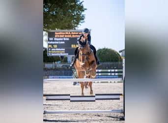 Selle Français, Hongre, 14 Ans, 172 cm, Alezan