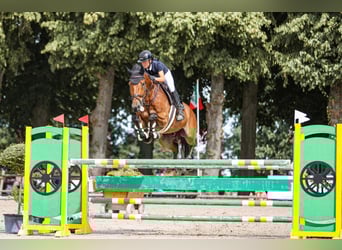 Selle Français, Hongre, 16 Ans, 175 cm, Bai