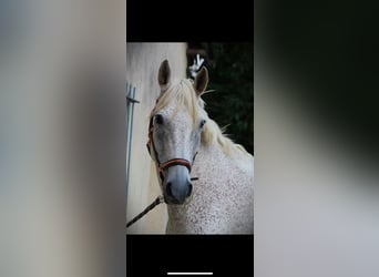 Selle Français Croisé, Hongre, 18 Ans, 167 cm, Gris moucheté