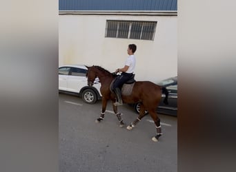 Selle Français, Hongre, 2 Ans, 165 cm, Bai