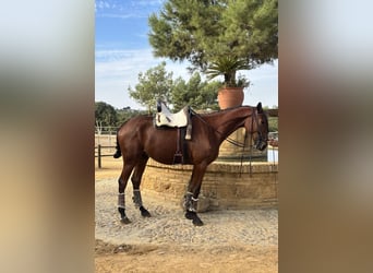 Selle Français, Hongre, 2 Ans, 165 cm, Bai