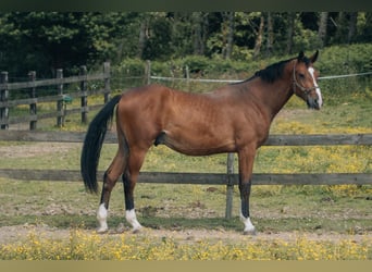 Selle Français, Hongre, 2 Ans, 176 cm, Bai