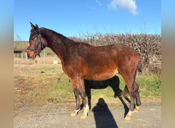 Selle Français, Hongre, 2 Ans, Bai