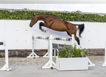 Selle Français, Hongre, 3 Ans, 158 cm, Bai