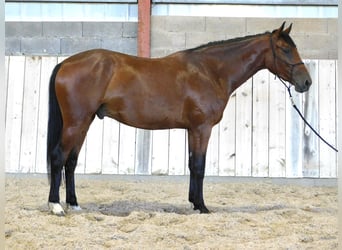 Selle Français, Hongre, 3 Ans, 165 cm, Bai