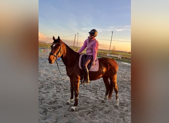 Selle Français, Hongre, 3 Ans, 170 cm, Bai