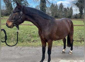 Selle Français, Hongre, 4 Ans, 160 cm, Bai