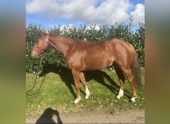 Selle Français, Hongre, 4 Ans, 162 cm, Alezan