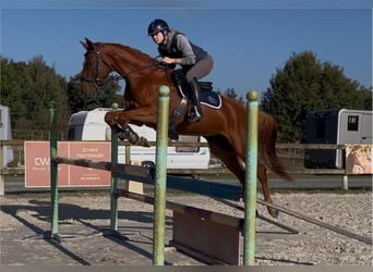 Selle Français, Hongre, 4 Ans, 162 cm, Alezan Selle Français, Hongre, 4 Ans, 162 cm, Alezan