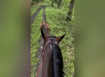 Selle Français, Hongre, 4 Ans, 167 cm, Bai