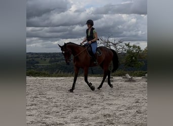 Selle Français, Hongre, 4 Ans, 167 cm, Bai